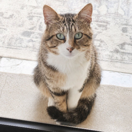 Adopter Terzo