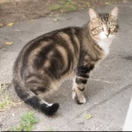 Adopter Terzo