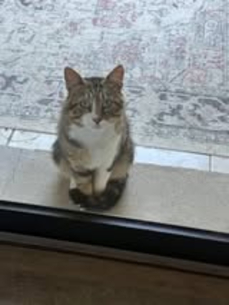 Adopter Terzo