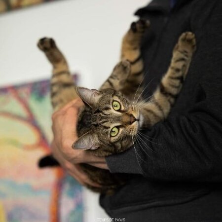 Adopter Thao