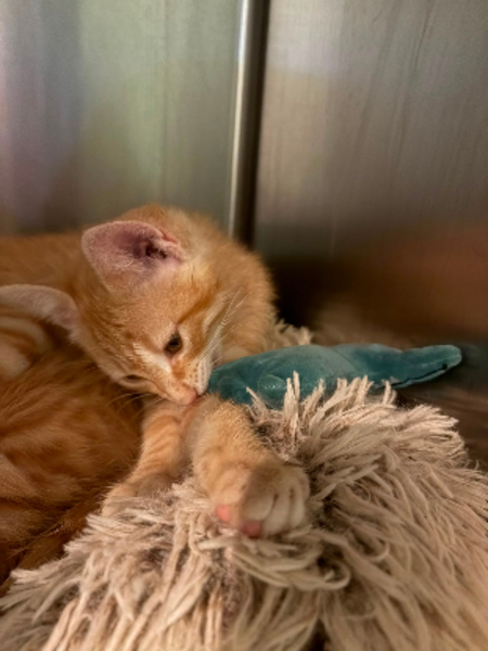 Adopter Theodore et brittany