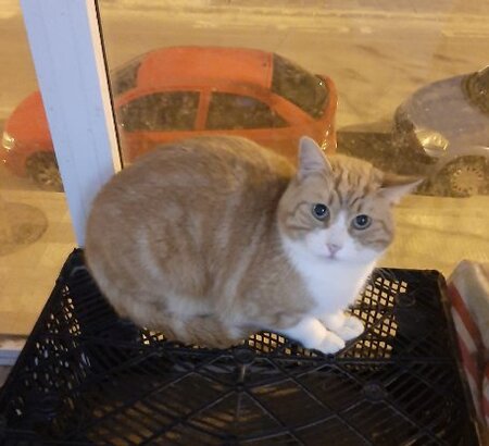 Adopter Thor