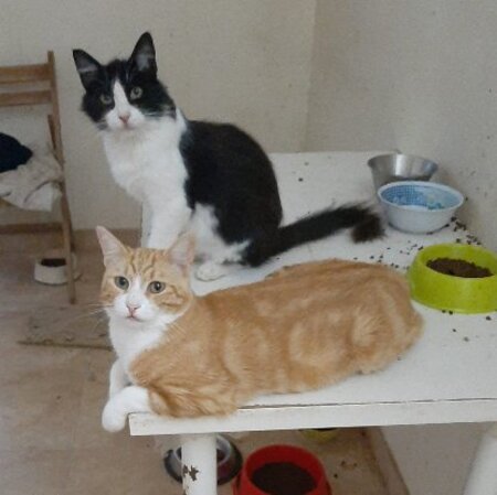 Adopter Thor