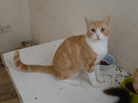 Adopter Thor