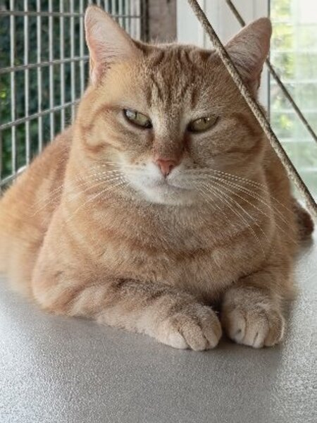 Adopter Thym