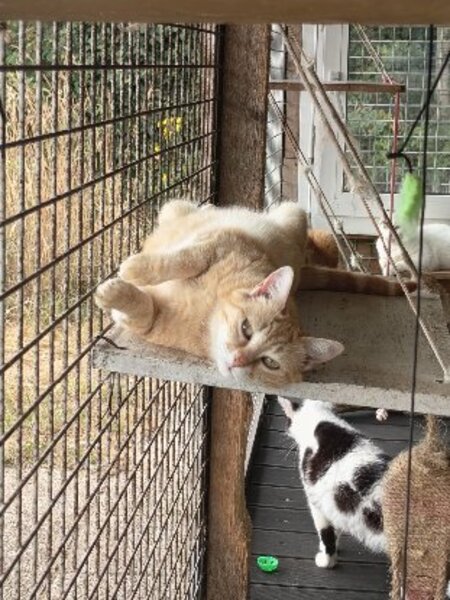 Adopter Thym