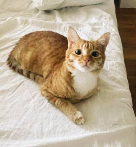 Adopter Tibi