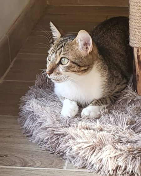 Adopter Ticoeur