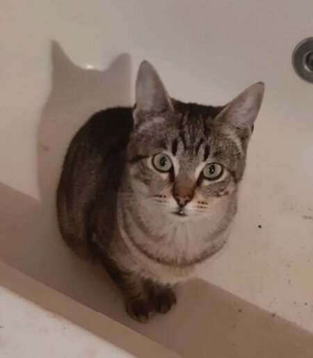Adopter Tigre