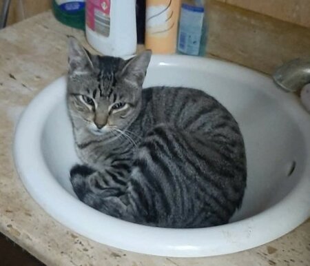 Adopter Tigre