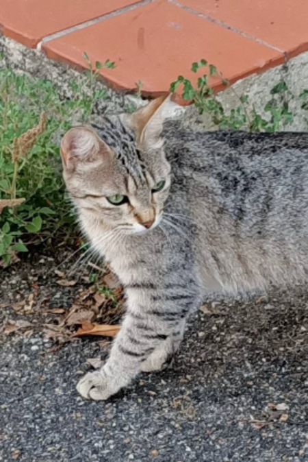 Adopter Tigresse