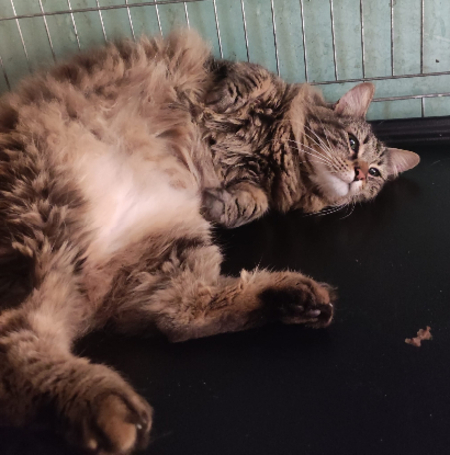 Adopter Tigrou 2