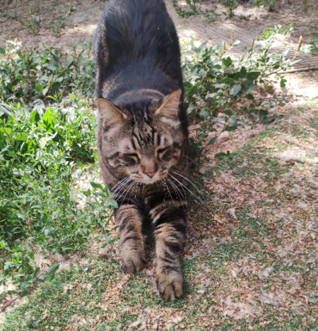 Adopter Tigrou