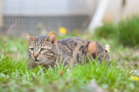 Adopter Tisha
