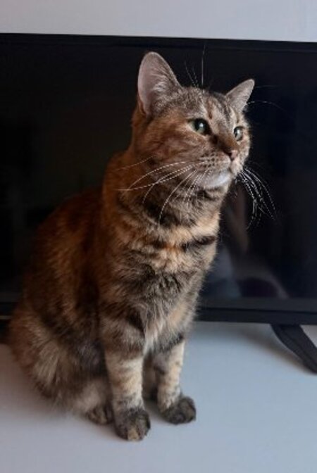Adopter Titi