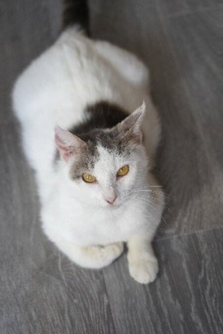 Adopter Tofort