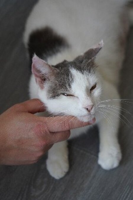 Adopter Tofort