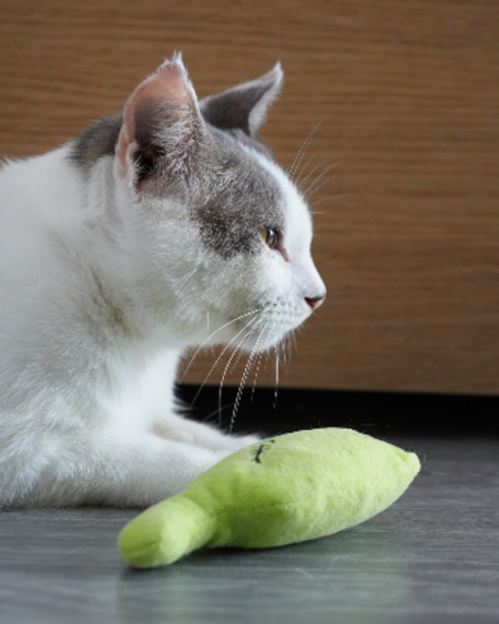 Adopter Tofort