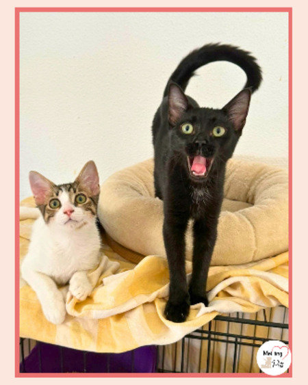 Adopter Tofu