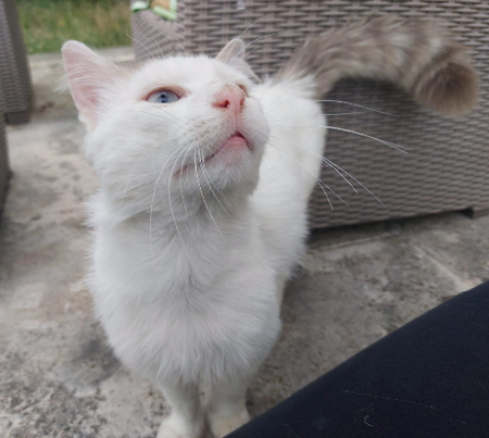 Adopter Tok