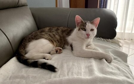 Adopter Tom