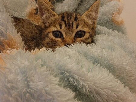 Adopter Tomi
