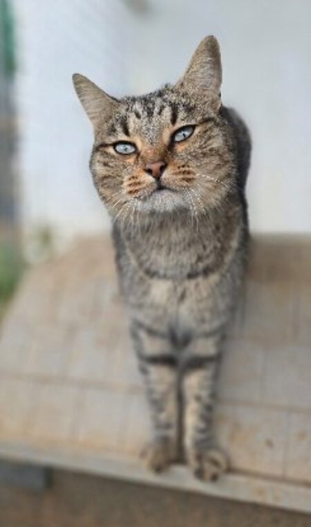 Adopter Toni