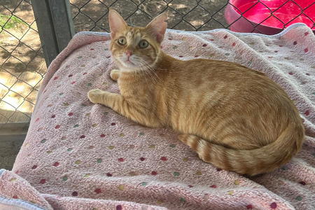Adopter Tony