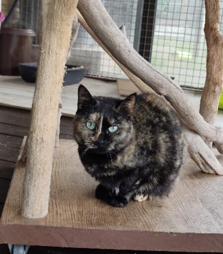 Adopter Torphée