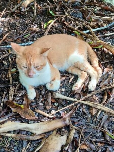 Adopter Tristan
