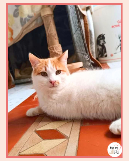Adopter Tulipan et violeta