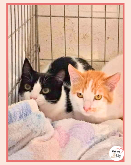 Adopter Tulipan et violeta