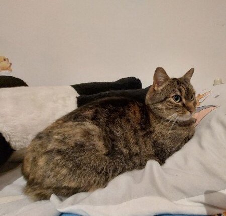 Adopter Tupi