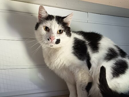 Adopter Ulimero