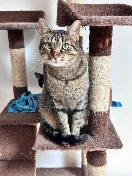 Adopter Uno