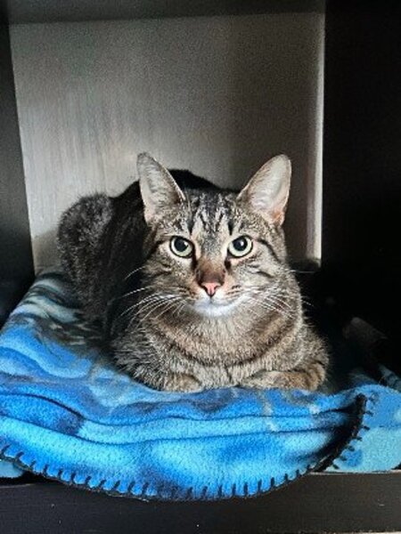 Adopter Uno