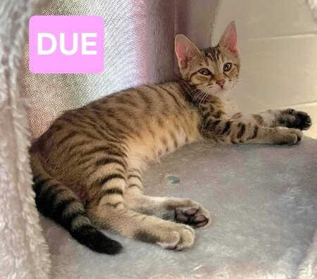 Adopter Uno / due / tre / quattro / cinque
