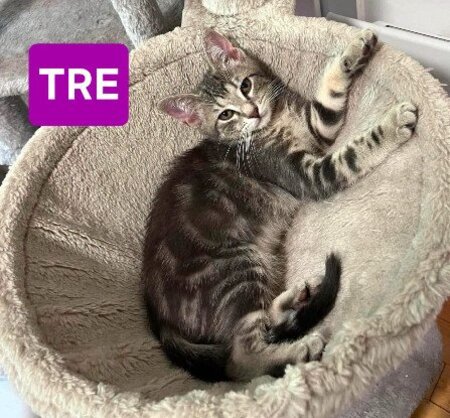 Adopter Uno / due / tre / quattro / cinque