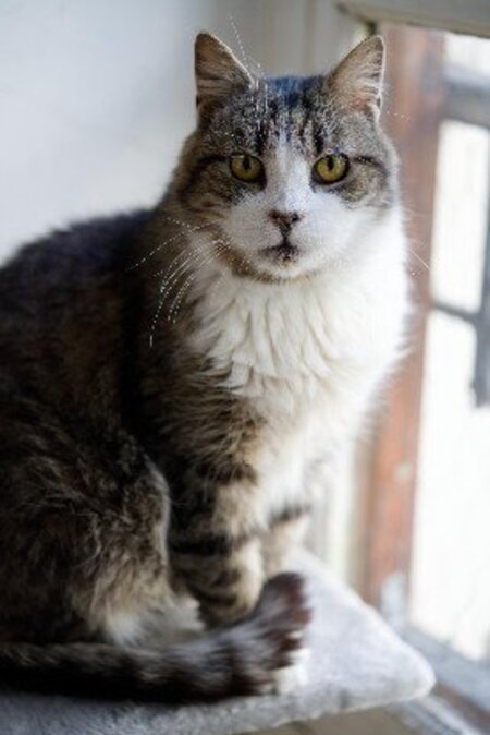 Adopter Vagabond