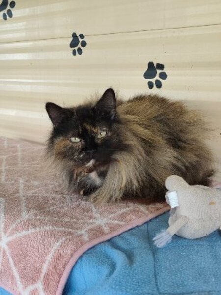 Adopter Vaïana