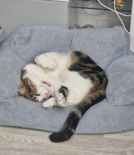 Adopter Val