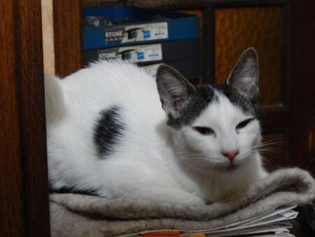 Adopter Valentin