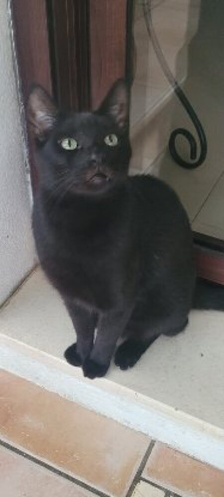 Adopter Vampi