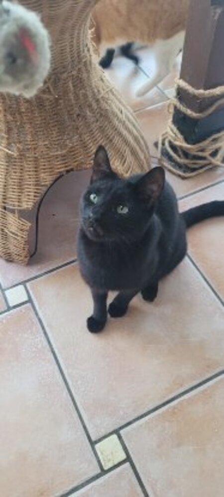 Adopter Vampi