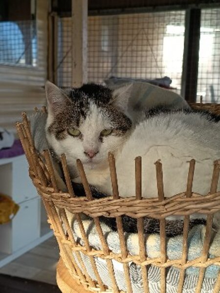Adopter Vanda