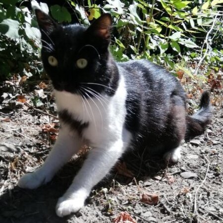 Adopter Vanille