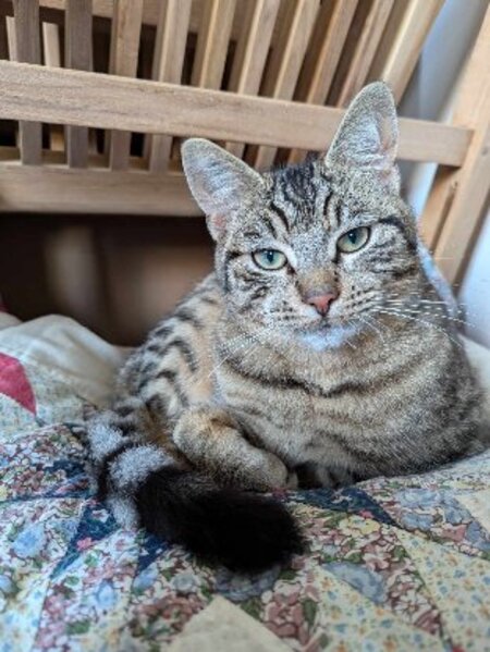 Adopter Vasco