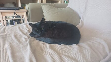 Adopter Velours