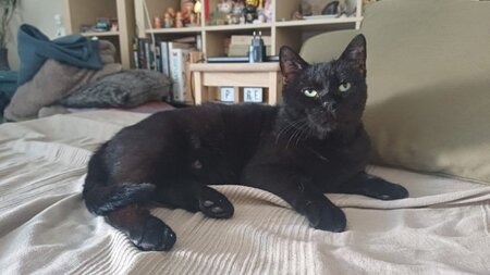 Adopter Velours