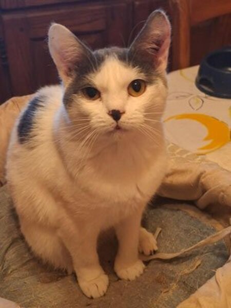 Adopter Venise